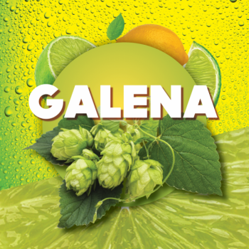Hops Galena 100 g