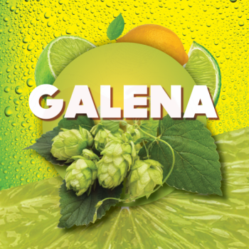 Humalahelves Galena 100g, α12/β7,5